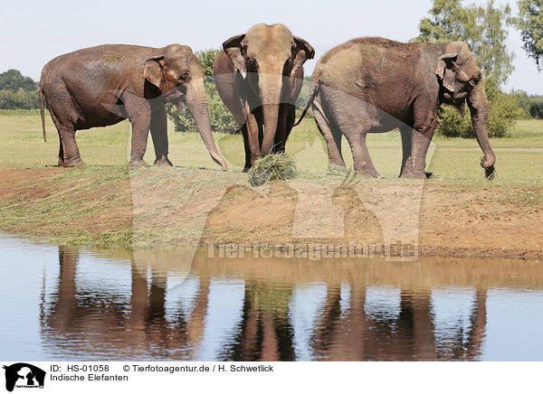 Indische Elefanten / HS-01058