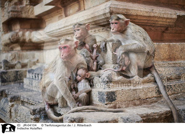 Indische Hutaffen / bonnet macaques / JR-04104