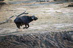 rennender Kaffernbffel