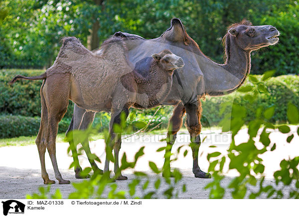 Kamele / camel / MAZ-01338