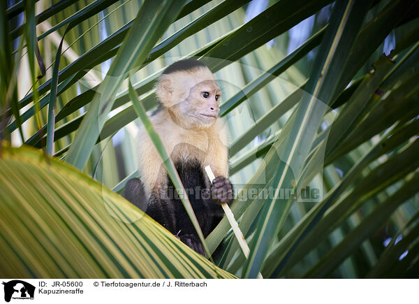 Kapuzineraffe / capuchin monkey / JR-05600