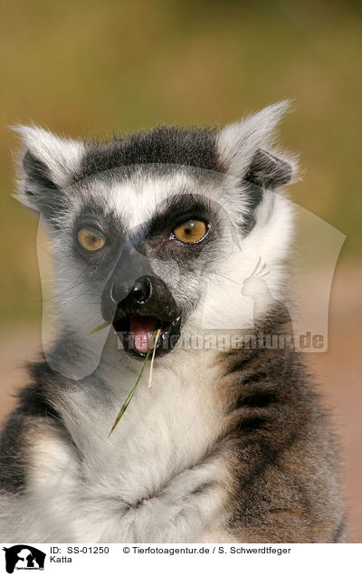 Katta / ring-tailed lemur / SS-01250