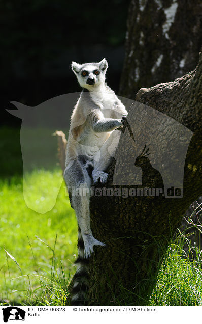 Katta / ring-tailed lemur / DMS-06328