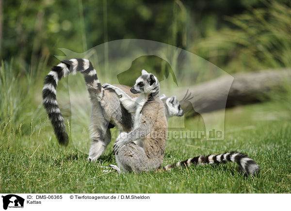 Kattas / ring-tailed lemurs / DMS-06365