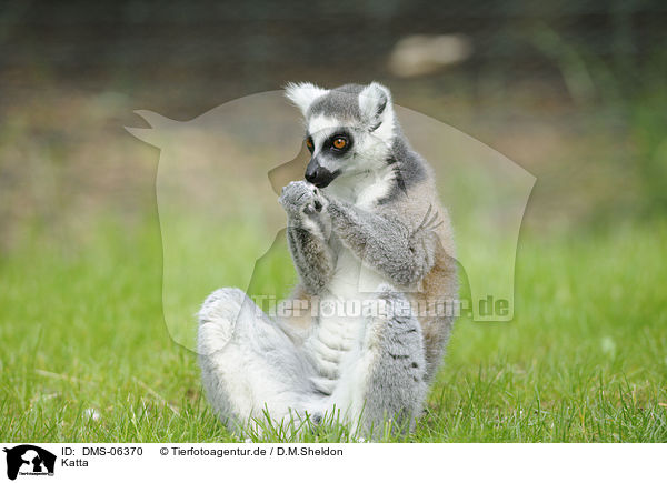 Katta / ring-tailed lemur / DMS-06370