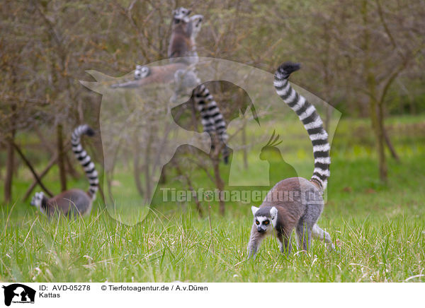 Kattas / ring-tailed lemur / AVD-05278