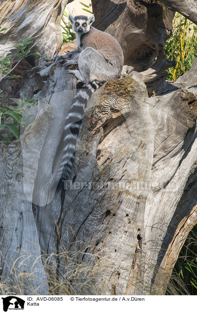 Katta / ring-tailed lemur / AVD-06085