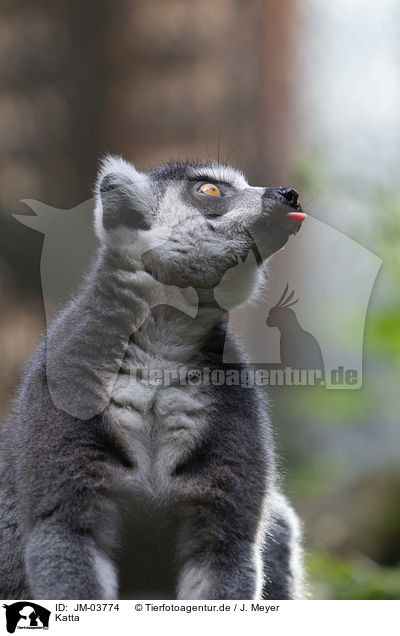 Katta / ring-tailed lemur / JM-03774