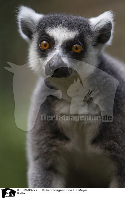 Katta / ring-tailed lemur / JM-03777