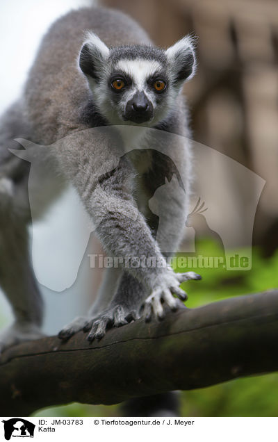 Katta / ring-tailed lemur / JM-03783