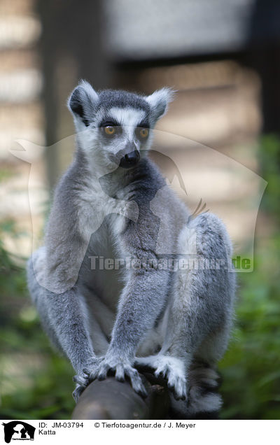 Katta / ring-tailed lemur / JM-03794