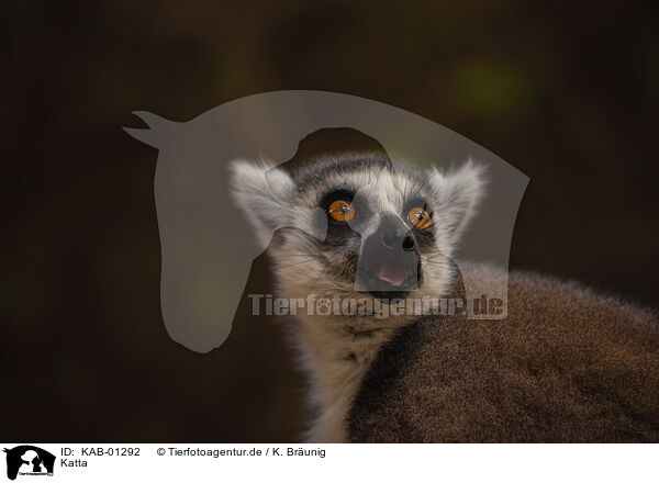 Katta / ring-tailed Lemur / KAB-01292