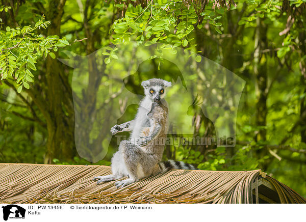 Katta / ring-tailed lemur / PW-13456