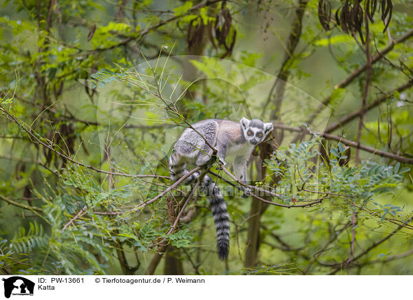 Katta / ring-tailed lemur / PW-13661