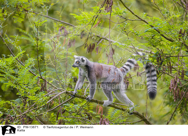 Katta / ring-tailed lemur / PW-13671