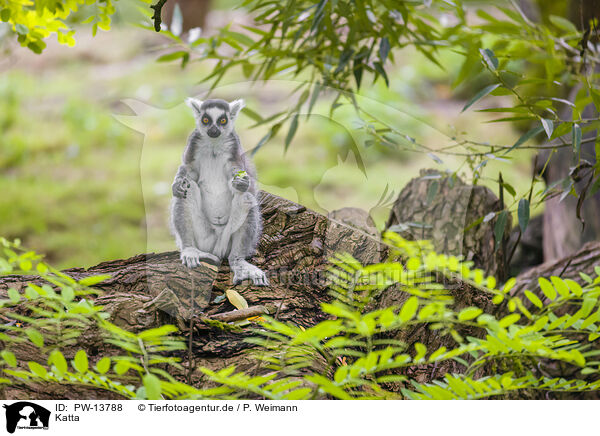 Katta / ring-tailed lemur / PW-13788