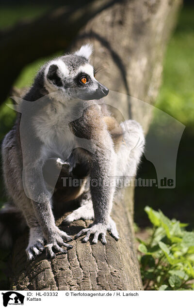 Kattas / ring-tailed lemurs / HL-03332