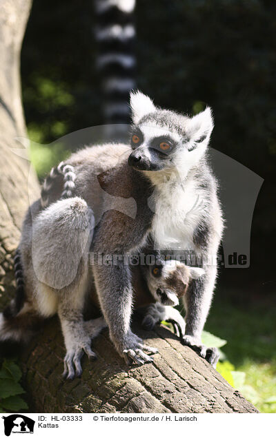 Kattas / ring-tailed lemurs / HL-03333