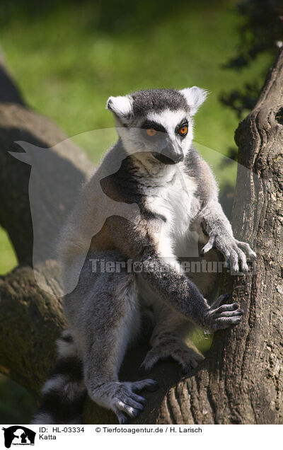 Katta / ring-tailed lemur / HL-03334