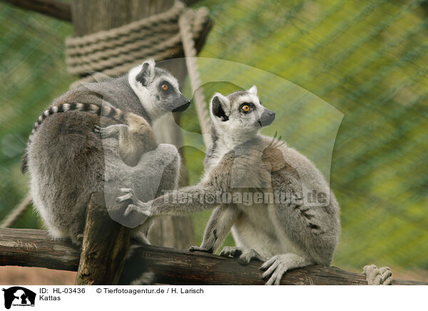 Kattas / ring-tailed lemurs / HL-03436