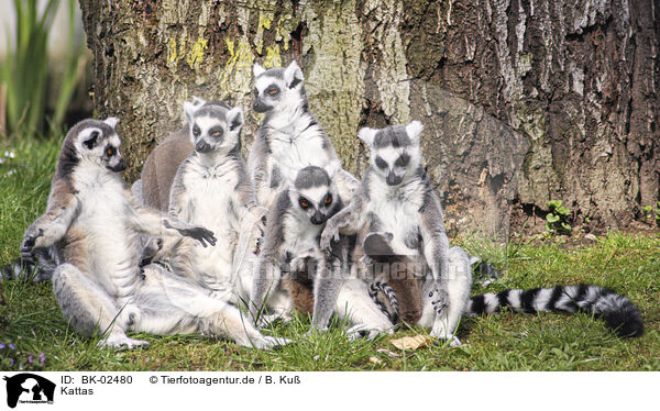 Kattas / ring-tailed Lemurs / BK-02480