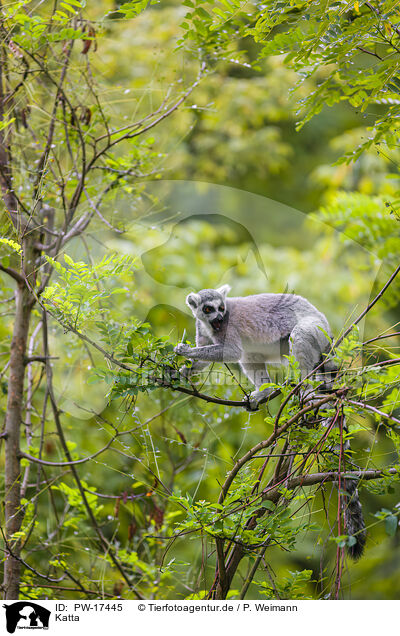 Katta / ring-tailed lemur / PW-17445