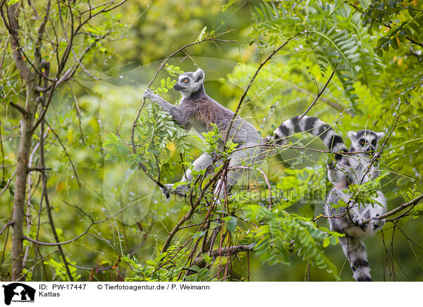 Kattas / ring-tailed lemur / PW-17447