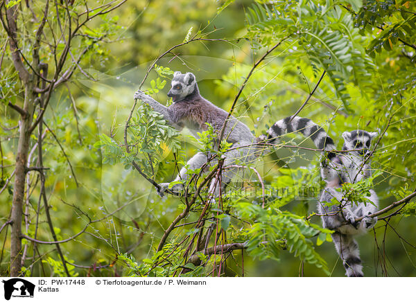Kattas / ring-tailed lemur / PW-17448