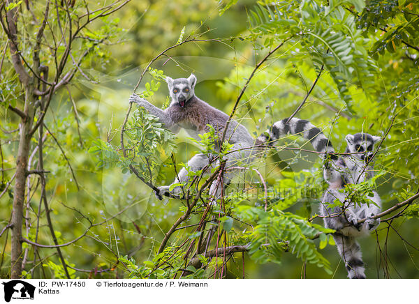 Kattas / ring-tailed lemur / PW-17450