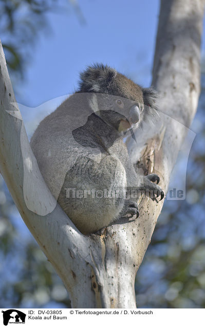 Koala auf Baum / Koala on tree / DV-03805
