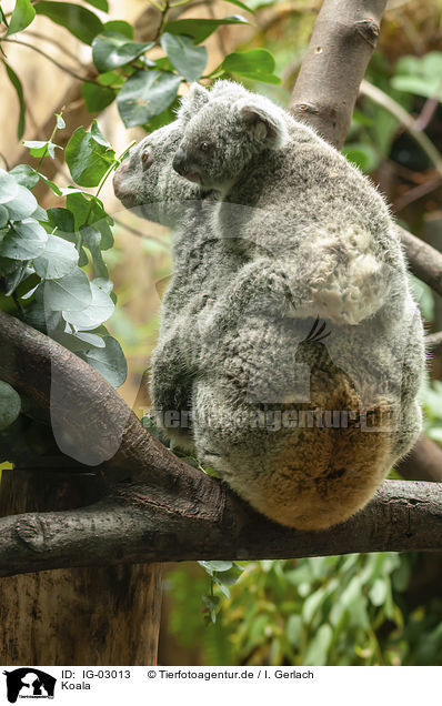Koala / Koala / IG-03013