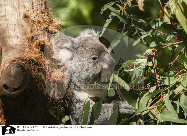 Koala im Baum / DG-09171