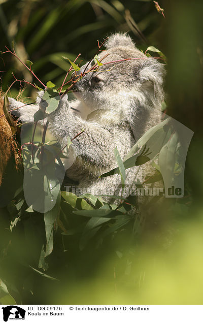 Koala im Baum / Koala on tree / DG-09176