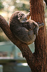 Koalas