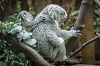 sitzende Koala