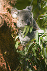 Koala im Baum