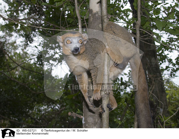 kletternder Kronenmaki / climbing crowned lemur / WS-02721