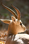 Kropfgazelle