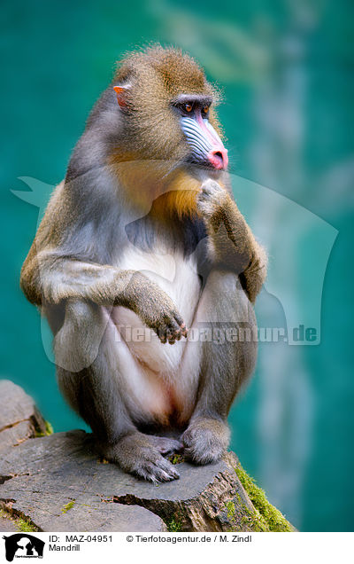 Mandrill / Mandrill / MAZ-04951