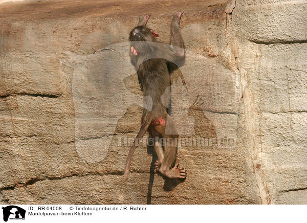 Mantelpavian beim Klettern / climbiny hamadryas baboon / RR-04008