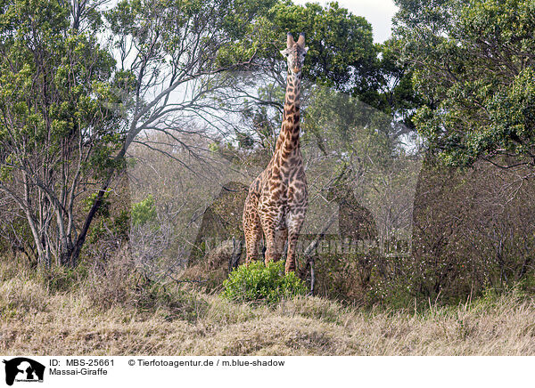 Massai-Giraffe / MBS-25661