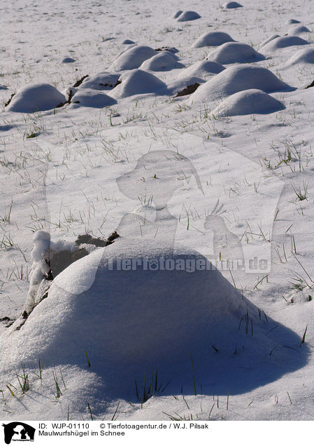 Maulwurfshgel im Schnee / molehills in the snow / WJP-01110