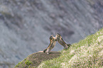 kmpfende Alpenmurmeltiere