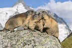 Alpenmurmeltiere