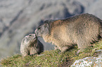 Alpenmurmeltier Jungtier und Erwachsender