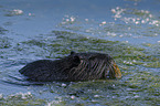 schwimmender Nutria