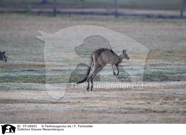 stliches Graues Riesenknguru / forester kangaroo / FF-08953