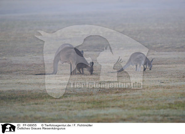 stliches Graues Riesenkngurus / forester kangaroos / FF-08955