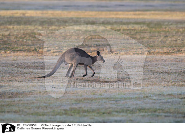 stliches Graues Riesenknguru / forester kangaroo / FF-08958