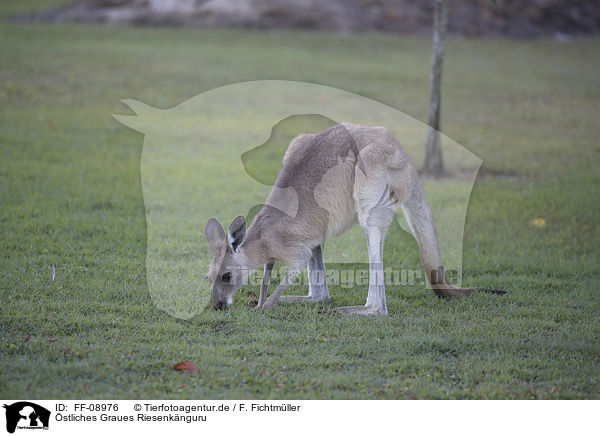 stliches Graues Riesenknguru / forester kangaroo / FF-08976